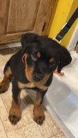 Rottweiler Puppies for sale in Williamston, North Carolina. price: $800