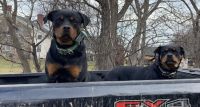 Rottweiler Puppies for sale in Canaseraga, New York. price: $800