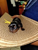 Rottweiler Puppies for sale in Seale, Alabama. price: $2,500