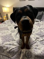Rottweiler Puppies for sale in Alexandria, Kentucky. price: NA