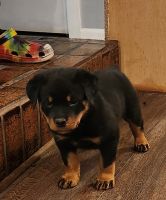 Rottweiler Puppies for sale in Farmington Hills, Michigan. price: $1,300