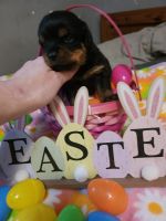 Rottweiler Puppies for sale in Wheeling, West Virginia. price: $1,000