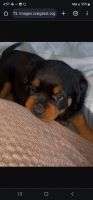 Rottweiler Puppies for sale in Amherst, New York. price: $1,000