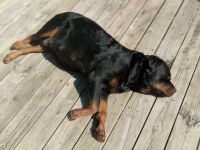 Rottweiler Puppies for sale in Brighton, Michigan. price: $2,500