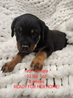 Rottweiler Puppies for sale in Mitchellville, Iowa. price: $1,500