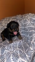 Rottweiler Puppies for sale in Richmond, Virginia. price: $250,000