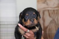 Rottweiler Puppies for sale in Byram, Mississippi. price: $1,500