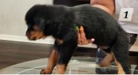 Rottweiler Puppies for sale in San Antonio, Texas. price: $2,000