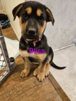 Rottweiler Puppies for sale in Bentonville, Arkansas. price: $175