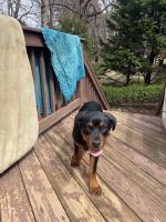 Rottweiler Puppies for sale in Charlottesville, Virginia. price: $500