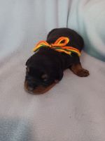 Rottweiler Puppies for sale in Shreveport, LA, USA. price: $1,500