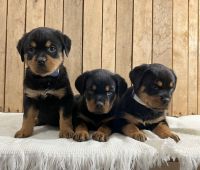 Rottweiler Puppies for sale in Wawaka, IN 46794, USA. price: $1,550