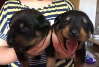 Rottweiler Puppies for sale in Orlando, Florida. price: $500