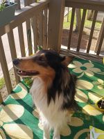 Rough Collie Puppies for sale in Hopkins, MN, USA. price: NA