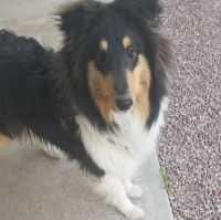 Rough Collie Puppies for sale in Tucson, AZ, USA. price: NA