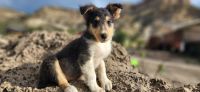 Rough Collie Puppies for sale in Helper, UT 84526, USA. price: NA