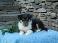 Rough Collie Puppies for sale in Tunkhannock, PA 18657, USA. price: NA
