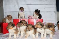 Rough Collie Puppies for sale in Portland, IN 47371, USA. price: $300