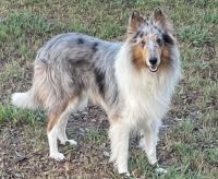Rough Collie Puppies for sale in Shreveport, Louisiana. price: $800