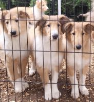 Rough Collie Puppies for sale in Oregon City, OR 97045, USA. price: $750