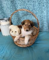 Rough Collie Puppies for sale in Oregon City, OR 97045, USA. price: $450