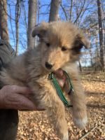 Rough Collie Puppies for sale in Statesville, NC 28625, USA. price: $250