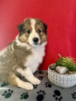 Rough Collie Puppies for sale in Fenton, Michigan. price: $250