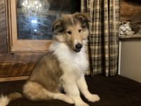 Rough Collie Puppies for sale in Somerset, Colorado. price: $1,600