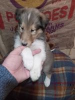 Rough Collie Puppies for sale in Tipton, Indiana. price: $600