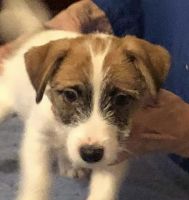 Russell Terrier Puppies Photos