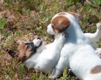 Russell Terrier Puppies for sale in Apple Valley, California. price: $1,500