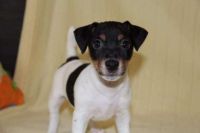 Russell Terrier Puppies for sale in Jacksonville, FL, USA. price: NA