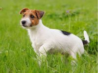 russell terrier dog