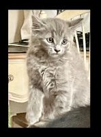 Russian Blue Cats for sale in Goodyear, AZ 85338, USA. price: NA