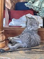 Russian Blue Cats for sale in Goodyear, AZ 85338, USA. price: NA