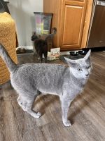 Russian Blue Cats for sale in Anchorage, AK, USA. price: NA