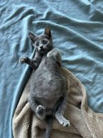 Russian Blue Cats for sale in Palm Beach, Florida. price: $1,200