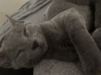 Russian Blue Cats for sale in Rockford, Illinois. price: $200