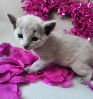 Russian Blue Cats for sale in Bridgewater, New Jersey. price: $2,300