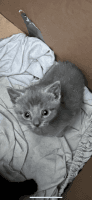 Russian Blue Cats for sale in Norfolk, VA, USA. price: $1,200