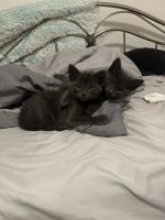 Russian Blue Cats for sale in Suquamish, Washington. price: $950