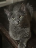 Russian Blue Cats for sale in Rockford, Illinois. price: $1,200