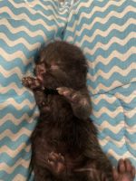 Russian Blue Cats for sale in Westminster, CA, USA. price: $350