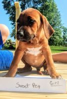 Russian Hound Puppies for sale in Walhonding, OH 43843, USA. price: NA