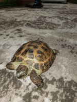 Russian Tortoise Reptiles for sale in Anacortes, WA 98221, USA. price: NA