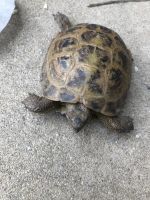Russian Tortoise Reptiles for sale in Chicago Ridge, IL, USA. price: NA