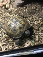Russian Tortoise Reptiles for sale in Gresham, OR, USA. price: NA