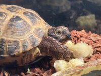 Russian Tortoise Reptiles for sale in Morton, IL, USA. price: NA