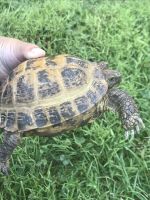Russian Tortoise Reptiles for sale in Cleveland, OH, USA. price: NA