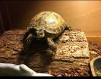 Russian Tortoise Reptiles for sale in Fishers, IN, USA. price: NA